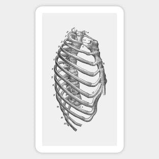 Rib Cage Diagram - Vintage Anatomy Sticker